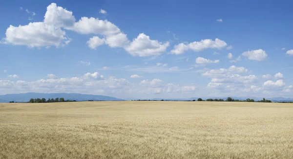 Agricultural landscape — Stock Photo, Image