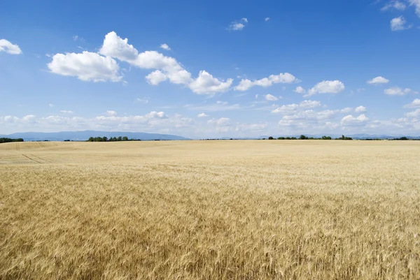 Agricultural landscape — Stock Photo, Image