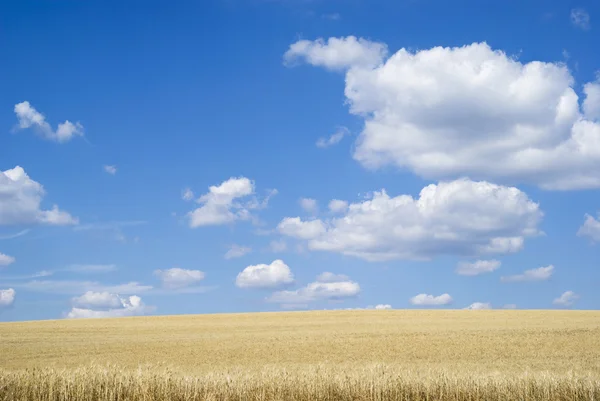 Пшеничное поле с облачным голубым небом — стоковое фото