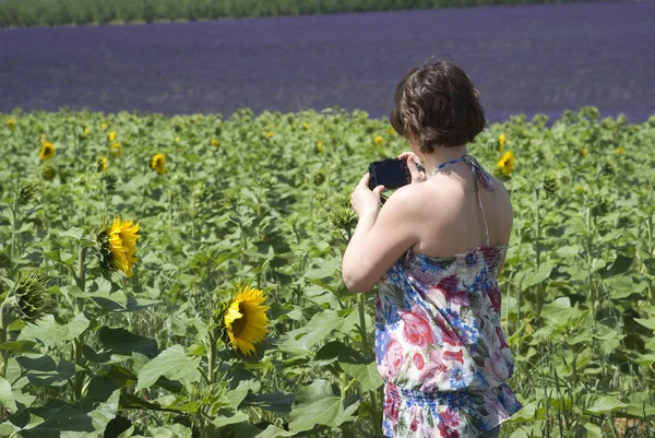 Mujer tomando fotos del campo de girasoles —  Fotos de Stock