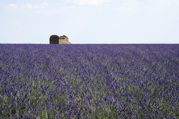 Lavendel fält i valensole — Stockfoto
