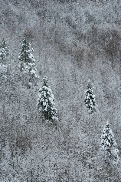 高耸的雪山森林景观 — 图库照片