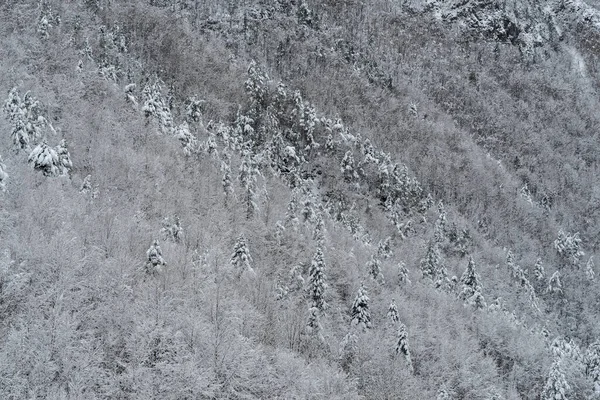 Vista Elevada Del Bosque Montañoso Nevado — Foto de Stock