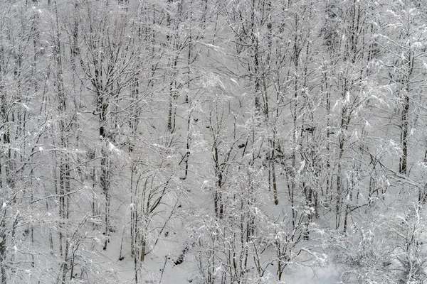 雪山の森の標高 — ストック写真