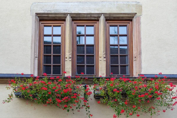 Blommande Växter Xer Nster Rutan Eguisheim Byn Alsace Frankrike — Stockfoto