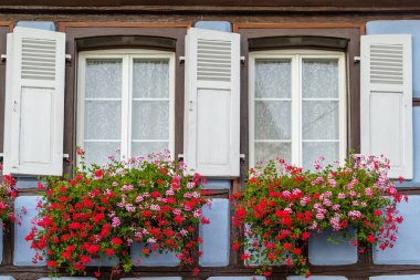 Yarı ahşap evdeki sardunyalı pencereler, Eguisheim köyü, Alsace, Fransa