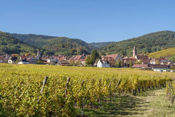 Alsas 'ın Riquewihr köyü, Fransa' nın Grand Est kentinde sonbaharda ünlü üzüm bağıyla çevrili.