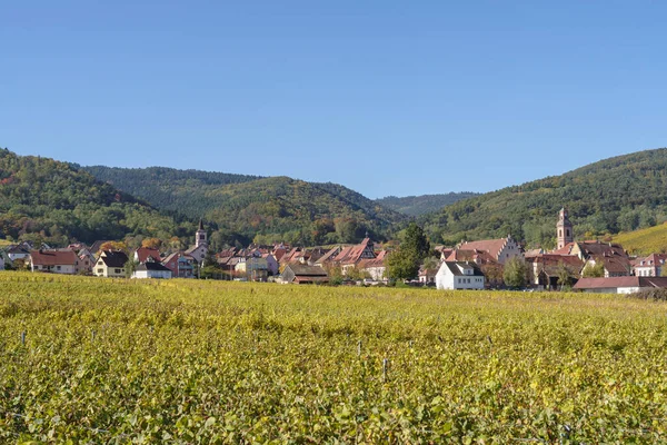 Alsas 'ın Riquewihr köyü, Fransa' nın Grand Est kentinde sonbaharda ünlü üzüm bağıyla çevrili.