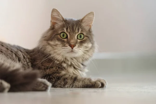 猫は家の床に横たわっ — ストック写真