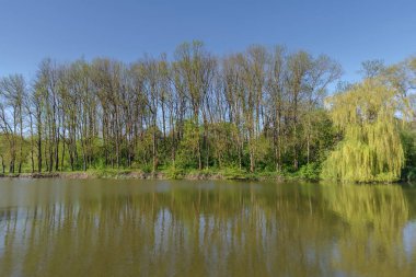 İlkbaharda gölet, Podilski Tovtry Ulusal Doğa Parkı, Khmelnytskyi bölgesi, Ukrayna