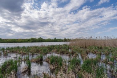 İlkbaharda gölet, Podilski Tovtry Ulusal Doğa Parkı, Khmelnytskyi bölgesi, Ukrayna