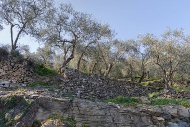 Teraslı taş duvarlar yamaç üzerinde zeytin ağaçları destek, Imperia Eyaleti, İtalya