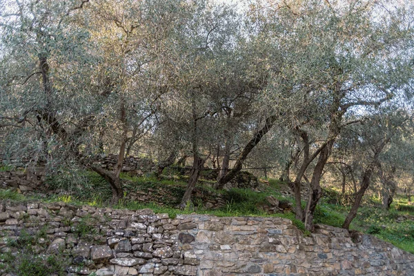 Πέτρινους Τοίχους Που Υποστηρίζουν Ελαιόδεντρα Στην Πλαγιά Του Λόφου Επαρχία — Φωτογραφία Αρχείου