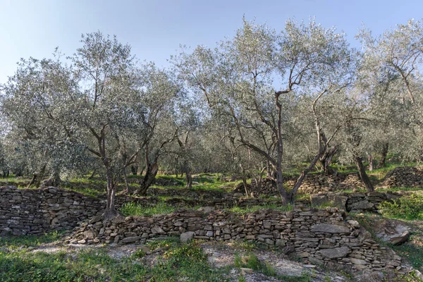 意大利英佩里亚省 梯田石墙支撑着山坡上的橄榄树 — 图库照片