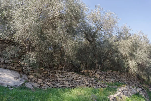 意大利英佩里亚省 梯田石墙支撑着山坡上的橄榄树 — 图库照片