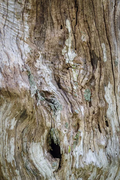 Bark Old Olive Tree Trunk — Stock Photo, Image