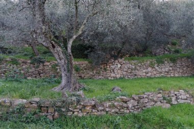 Teraslı taş duvarlar yamaç üzerinde zeytin ağaçları destek, Imperia Eyaleti, İtalya