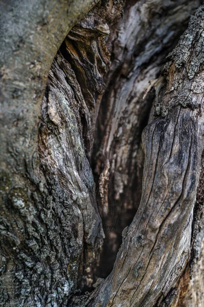 Kůra Starého Kmene Olivovníku — Stock fotografie