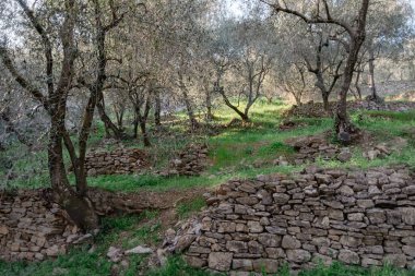 Teraslı taş duvarlar yamaç üzerinde zeytin ağaçları destek, Imperia Eyaleti, İtalya