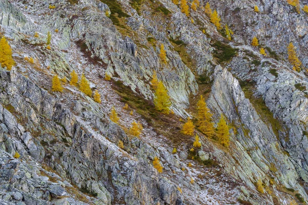 Colorful Larch Tree Clings Rocky Slopes Italian Alps Grana Valley — Stockfoto