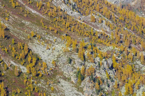 Mélèze Coloré Accroche Aux Pentes Rocheuses Des Alpes Italiennes Vallée — Photo