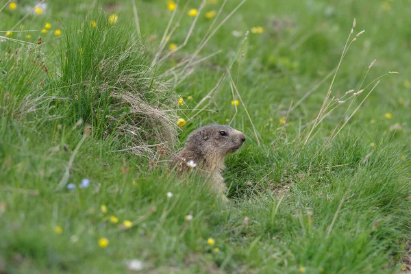 Alpine Marmot Marmota Marmota Entrance Burrow Ligurian Alps Italy — Stock Photo, Image