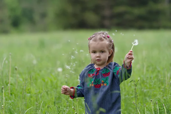 Двухлетняя Кавказская Девочка Выбирает Одуванчик — стоковое фото