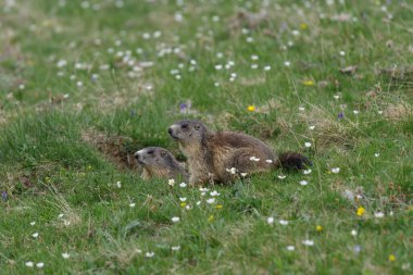 İtalya 'nın Ligurian Alpleri' nin girişinde iki Alp dağ sıçanı (Marmota marmota).