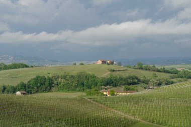 İtalya 'nın Langhe kentindeki sarmaşık ve tepelerin bahar manzarası