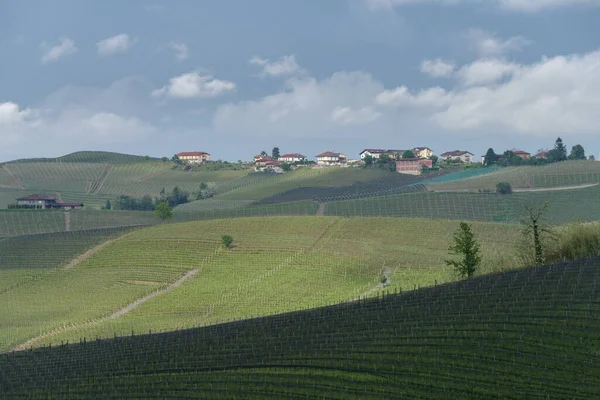 Spring Landscape Vines Hills Langhe Italy — Stock Photo, Image