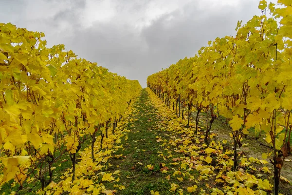 Herbstliche Landschaft Aus Reben Und Hügeln Langhe Bei Regentag Region — Stockfoto