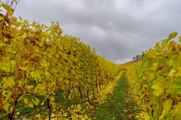 Herfst Landschap Van Wijnstokken Heuvels Langhe Regenachtige Dagen Piemonte Noord — Stockfoto