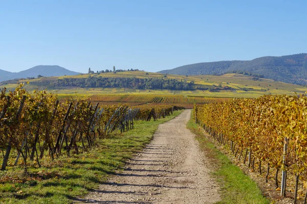 Paisaje Otoñal Viñedos Colinas Alsacia Cerca Del Pueblo Riquewihr Grand —  Fotos de Stock