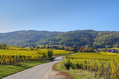 Riquewihr köyü yakınlarındaki Alsace 'deki sarmaşık ve tepelerin sonbahar manzarası, Grand Est, Fransa