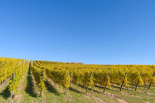 Podzimní Krajina Vinic Kopců Alsasku Vesnice Riquewihr Grand Est Francie — Stock fotografie