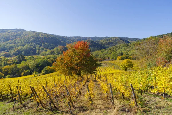 アルザスにあるブドウ畑や丘の秋の風景Riquewhir Village Grand Est France — ストック写真