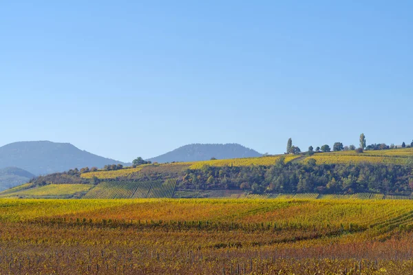 Paysage Automnal Vignes Collines Alsace Près Village Riquewihr Grand Est — Photo