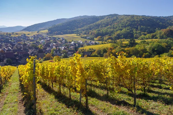 Riquewihr köyü yakınlarındaki Alsace 'deki sarmaşık ve tepelerin sonbahar manzarası, Grand Est, Fransa