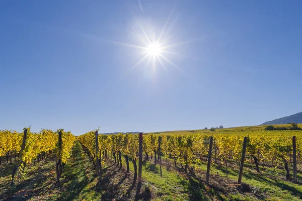 Herbstliche Landschaft Mit Reben Und Hügeln Elsass Der Nähe Des — Stockfoto