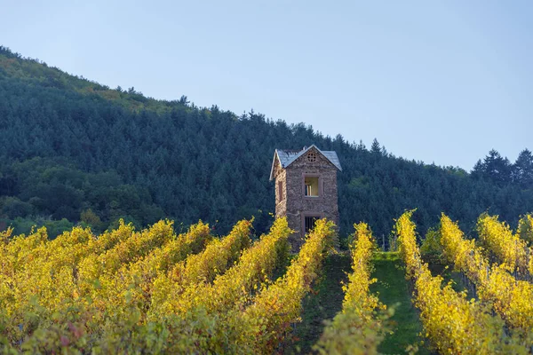 Autumnal Landscape Vines Hills Alsace Riquewihr Village Grand Est France — Stock Photo, Image