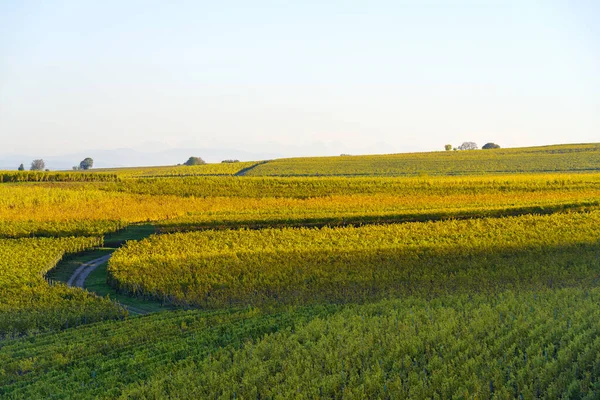 Autumnal Landscape Vines Hills Alsace Riquewihr Village Grand Est France — Stock Photo, Image