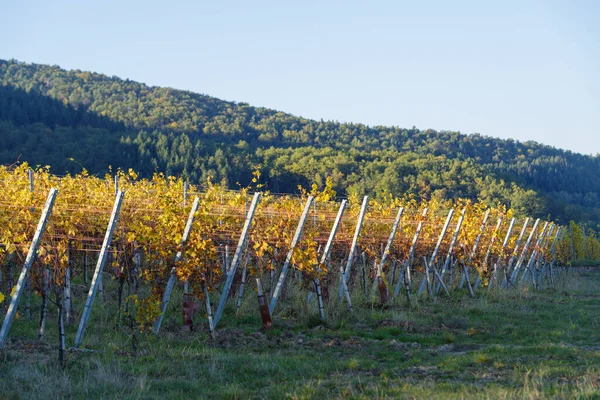 Herbstliche Landschaft Mit Reben Und Hügeln Elsass Der Nähe Des — Stockfoto