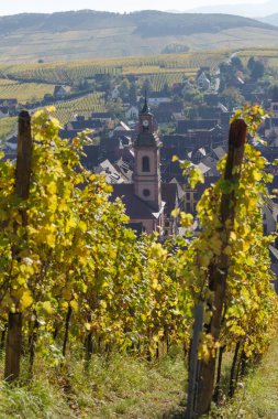 Riquewihr köyü yakınlarındaki Alsace 'deki sarmaşık ve tepelerin sonbahar manzarası, Grand Est, Fransa