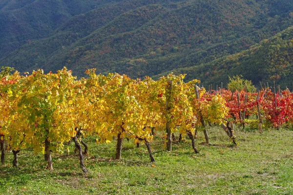 Autumnal Vineyard Ligurian Alps Province Imperia Italy — Stock Photo, Image