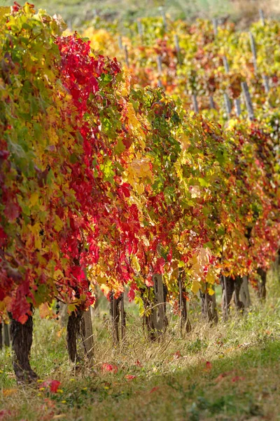 Herbstlicher Weinberg Den Ligurischen Alpen Provinz Imperia Italien — Stockfoto