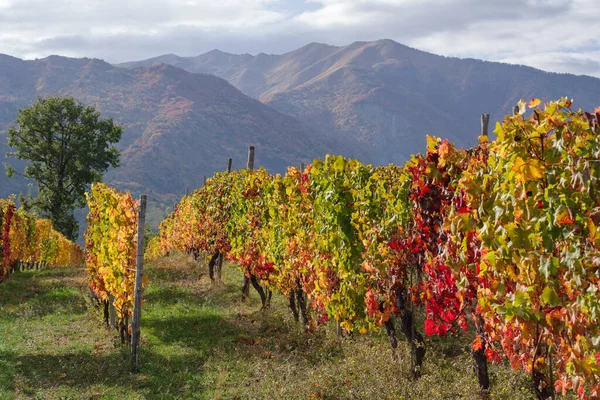 Autumnal Vineyard Ligurian Alps Province Imperia Italy — стокове фото