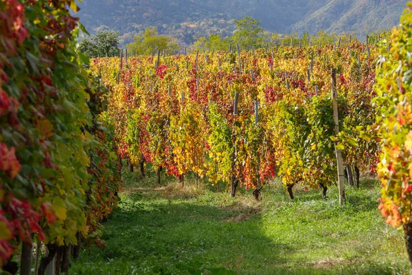 Vignoble Automnal Dans Les Alpes Liguriennes Province Imperia Italie — Photo