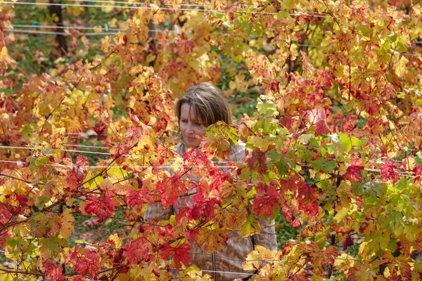 Женщина Между Рядами Виноградных Лоз Осенью Провинция Империя Италия — стоковое фото