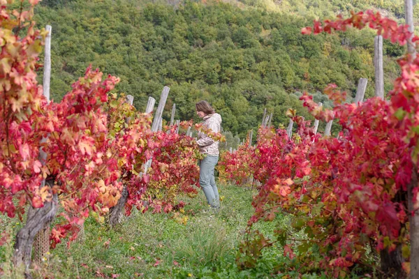 Kobieta Między Rzędem Winorośli Jesienią Prowincja Imperia Włochy — Zdjęcie stockowe