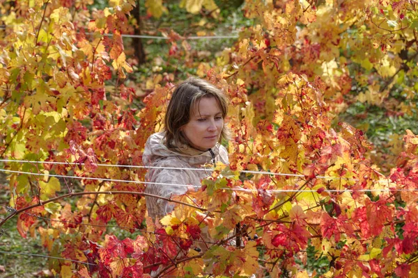 Woman Row Grape Vines Autumn Province Imperia Italy — ストック写真